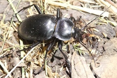 Carabus glabratus