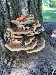 Ganoderma sessile