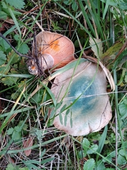 Lactarius semisanguifluus