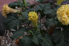 Datura metel