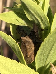 Euschistus variolarius