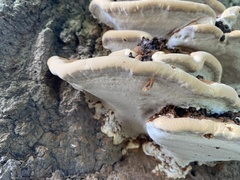 Ganoderma sessile