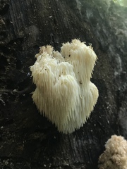 Hericium americanum