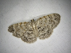 Myrioblephara nanaria