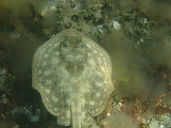 Urobatis jamaicensis