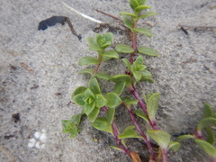 Honckenya peploides diffusa