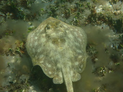 Urobatis jamaicensis