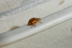 Calvia decemguttata