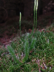 Lycopodium