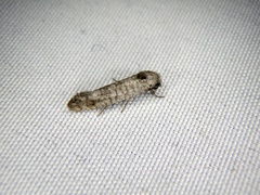 Micrerethista denticulata