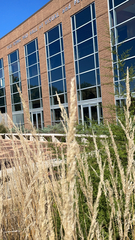 Calamagrostis epigejos