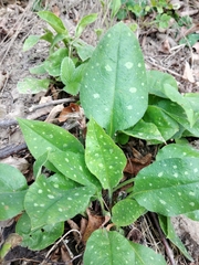Pulmonaria officinalis