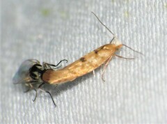 Argyresthia alternatella