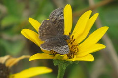 Erynnis