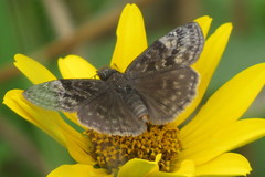 Erynnis