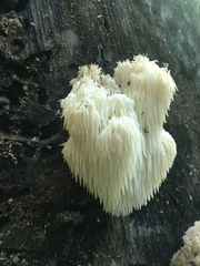 Hericium americanum