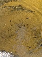 Anaxyrus boreas