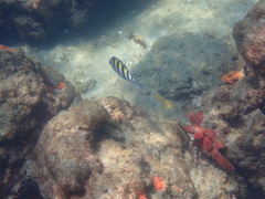 Abudefduf saxatilis