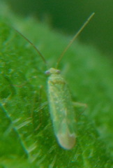 Orthotylus flavosparsus