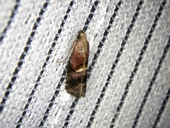 Acrobasis bellulella