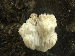 Hericium americanum