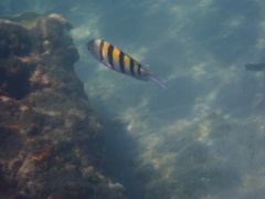 Abudefduf saxatilis
