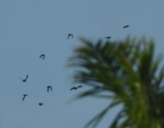 Brotogeris versicolurus