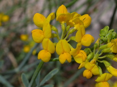 Coronilla juncea