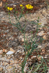 Coronilla juncea