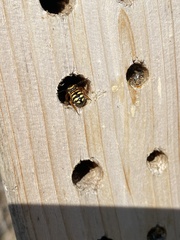 Dianthidium