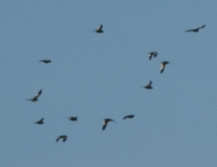 Brotogeris versicolurus