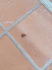 Periplaneta americana