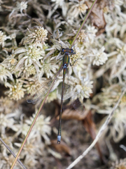 Lestes virens