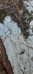 Lepraria finkii