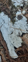 Lepraria finkii