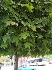 Acer platanoides