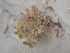 Cochlearia groenlandica