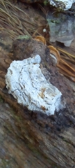 Lepraria finkii