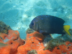 Microspathodon chrysurus