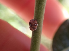Ceroplastes