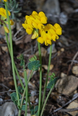 Coronilla minima