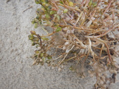 Cochlearia groenlandica
