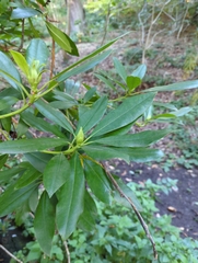 Rhododendron ponticum