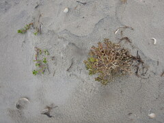 Cochlearia groenlandica