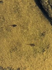 Anaxyrus boreas