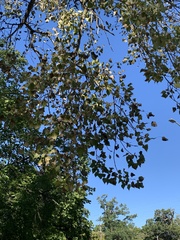 Magnoliopsida
