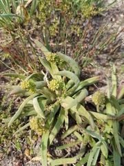 Crassula nudicaulis