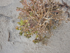 Cochlearia groenlandica