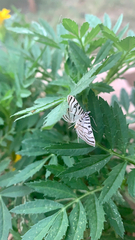 Conchylodes ovulalis