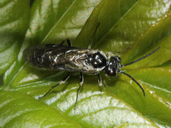 Blennocampinae